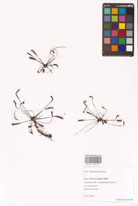 Drosera × anglica Huds., Восточная Европа, Северо-Западный район (E2) (Россия)