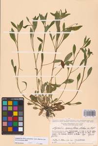 Незабудка редкоцветковая J.C.Mikan ex Pohl, Восточная Европа, Центральный район (E4) (Россия)