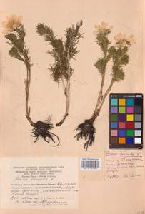 Горицвет весенний, Адонис весенний L., Восточная Европа, Восточный район (E10) (Россия)