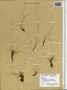 Puccinellia capillaris subsp. pulvinata (Fr.) Tzvelev, Восточная Европа, Северный район (E1) (Россия)