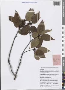 Neolitsea bidoupensis Yahara & Tagane, Зарубежная Азия (ASIA) (Вьетнам)