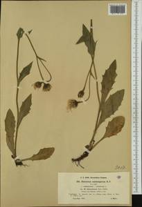 Hieracium porrectum subsp. alfenzinum (Evers) Zahn, Западная Европа (EUR) (Австрия)
