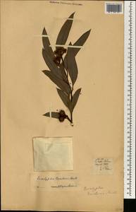 Corymbia tessellaris (F.Müll.) K.D. Hill & L.A.S. Johnson, Африка (AFR) (Португалия)