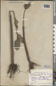 Rhizophora mucronata Lam., Зарубежная Азия (ASIA) (КНР)