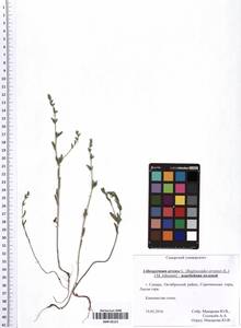 Buglossoides arvensis subsp. arvensis, Восточная Европа, Средневолжский район (E8) (Россия)