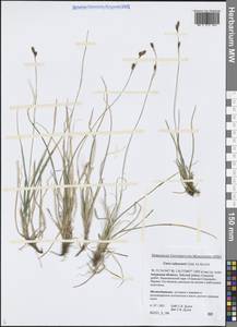 Осока шабинская, Осока сабинская Less. ex Kunth, Сибирь, Дальний Восток (S6) (Россия)