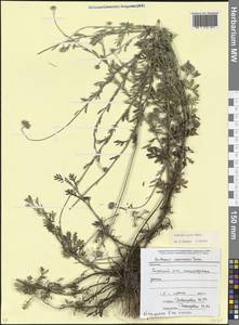 Пупавка эвксинская (Boiss.) Oberpr. & Greuter, Кавказ, Абхазия (K4a) (Абхазия)