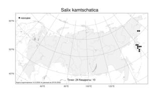 Salix kamtschatica, Salix berberifolia subsp. kamtschatica A. K. Skvortsov, Атлас флоры России (FLORUS) (Россия)