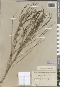 Астрагал донниковый Pall., Сибирь, Прибайкалье и Забайкалье (S4) (Россия)