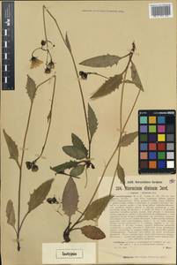 Hieracium diaphanoides subsp. vorarlbergense (Murr & Zahn) Zahn, Западная Европа (EUR) (Австрия)