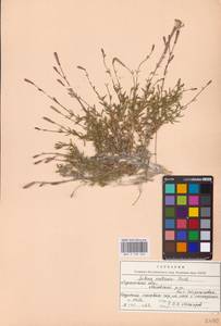 Смолевка меловая Fisch., Восточная Европа, Северо-Украинский район (E11) (Украина)