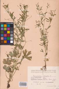 Лютик ядовитый L., Восточная Европа, Восточный район (E10) (Россия)