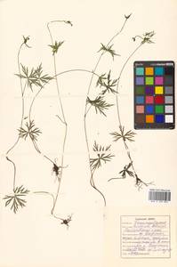 Aconitum karafutense subsp. baburinii (Vorosch.) Vorosch., Сибирь, Дальний Восток (S6) (Россия)