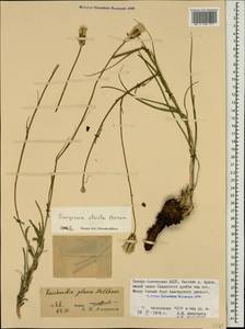 Pseudopodospermum tauricum (M. Bieb.) Vasjukov & Saksonov, Кавказ, Северная Осетия, Ингушетия и Чечня (K1c) (Россия)