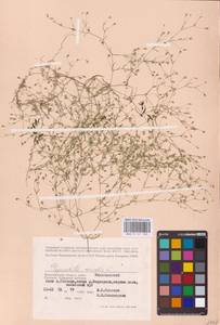 Песколюбочка постенная (L.) Ikonn., Восточная Европа, Нижневолжский район (E9) (Россия)