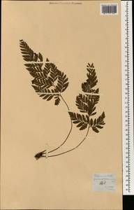 Hymenophyllum denticulatum Sw., Зарубежная Азия (ASIA) (Филиппины)