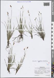 Осока приземистая Willd. ex Wahlenb., Восточная Европа, Средневолжский район (E8) (Россия)