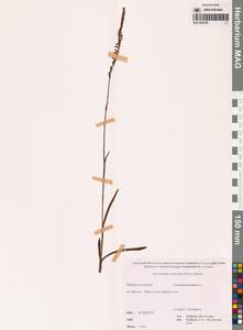 Скрученник китайский (Pers.) Ames, Сибирь, Дальний Восток (S6) (Россия)