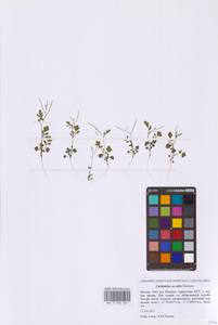 Cardamine occulta Hornem., Восточная Европа, Московская область и Москва (E4a) (Россия)