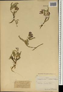 Остролодочник шерстистый (Pall.) DC., Монголия (MONG) (Монголия)