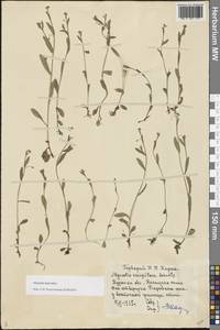 Незабудка рыхлая Lehm., Восточная Европа, Центральный лесостепной район (E6) (Россия)