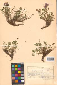 Остролодочник завернутый Ledeb., Сибирь, Чукотка и Камчатка (S7) (Россия)