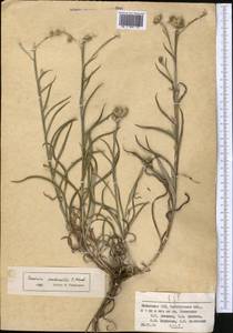 Кузиния ложномягкая C. Winkl., Средняя Азия и Казахстан, Сырдарьинские пустыни и Кызылкумы (M7) (Казахстан)