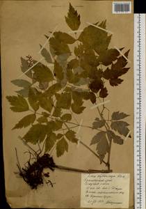 Actaea rubra subsp. rubra, Сибирь, Центральная Сибирь (S3) (Россия)