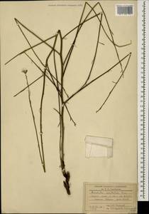 Хондрилла ситниковидная L., Кавказ, Грузия (K4) (Грузия)