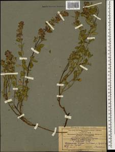 Дубровник обыкновенный L., Кавказ, Азербайджан (K6) (Азербайджан)