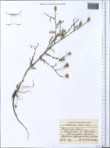 Centaurea alba subsp. sterilis (Stev.) Mikheev, Крым (KRYM) (Россия)