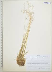 Полевица булововидная Trin., Сибирь, Дальний Восток (S6) (Россия)