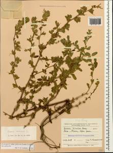 Стальник полевой L., Кавказ, Азербайджан (K6) (Азербайджан)