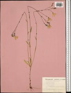 Колокольчик раскидистый L., Восточная Европа, Центральный район (E4) (Россия)