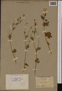 Ranunculus cordigerus Viv., Западная Европа (EUR) (Франция)