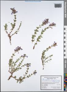 Змееголовник кустарничковый Steph. ex Willd., Монголия (MONG) (Монголия)