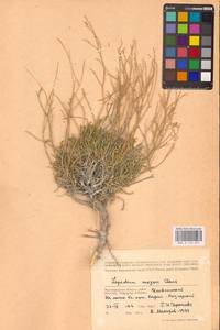 Клоповник лировидный L., Восточная Европа, Нижневолжский район (E9) (Россия)