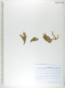 Дифазиаструм альпийский (L.) Holub, Сибирь, Дальний Восток (S6) (Россия)