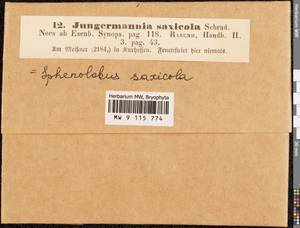 Sphenolobus saxicola (Schrad.) Steph., Гербарий мохообразных, Мхи - Западная Европа (BEu) (Германия)