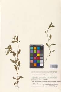 MHA 0 153 392, Незабудка редкоцветковая J.C.Mikan ex Pohl, Восточная Европа, Западный район (E3) (Россия)