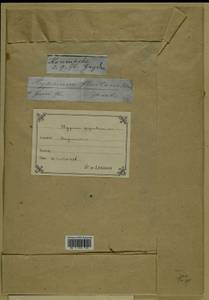 Calliergon giganteum (Schimp.) Kindb., Западная Европа (EUR) (Франция)