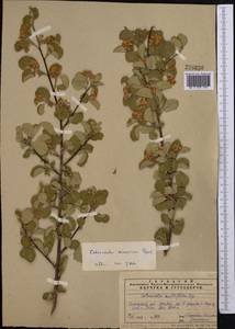 Cotoneaster hissaricus Pojark., Средняя Азия и Казахстан, Памир и Памиро-Алай (M2) (Узбекистан)