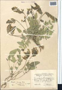 Astragalus lasiocalyx Gontsch., Средняя Азия и Казахстан, Западный Тянь-Шань и Каратау (M3) (Узбекистан)