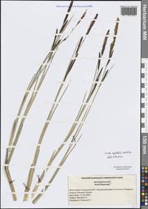 Осока водяная Wahlenb., Восточная Европа, Средневолжский район (E8) (Россия)