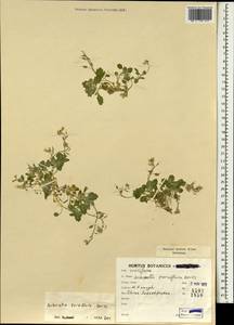 Aubrieta parviflora Boiss., Зарубежная Азия (ASIA) (Иран)