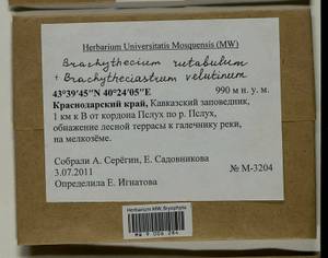 Brachytheciastrum velutinum (Hedw.) Ignatov & Huttunen, Гербарий мохообразных, Мхи - Северный Кавказ и Предкавказье (B12) (Россия)