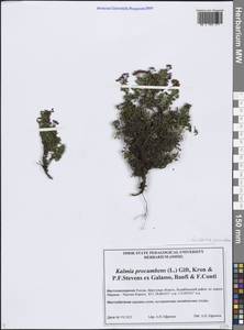 Кальмия лежачая (L.) Gift, Kron & P.F.Stevens, Сибирь, Прибайкалье и Забайкалье (S4) (Россия)