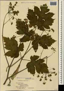 Heracleum sphondylium subsp. sibiricum (L.) Simonk., Крым (KRYM) (Россия)