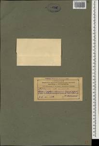 Костенец стенной, Костенец постенный L., Кавказ, Азербайджан (K6) (Азербайджан)