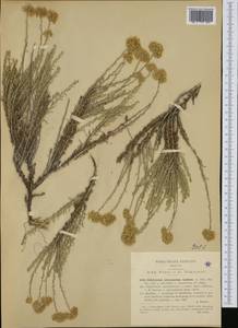 Helichrysum italicum subsp. microphyllum (Willd.) Nyman, Западная Европа (EUR) (Италия)